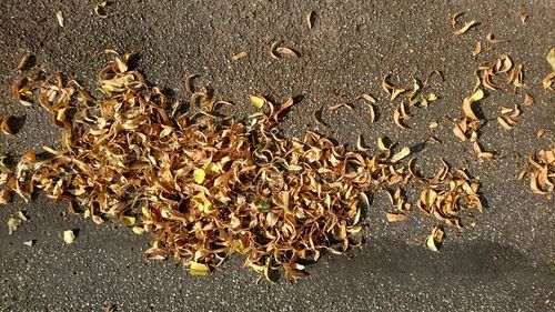 High angle view of dry leaves on sand