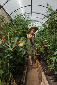 A little girl in a straw hat is picking tomatoes in a greenhouse. harvest concept.