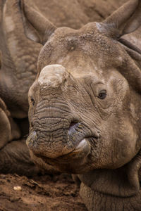 Close-up portrait of elephant