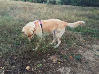 Dog standing in field