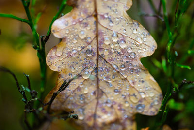 Close-up of wet plant leaves during rainy season