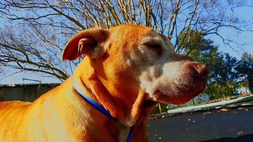 Close-up of dog on tree against sky