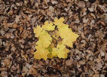 High angle view of yellow maple leaf on field