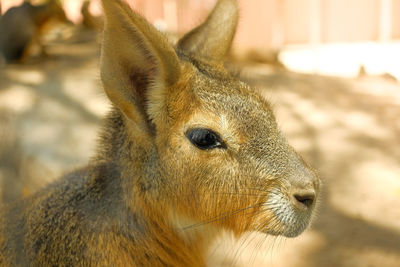 Close up the little kangaroo
