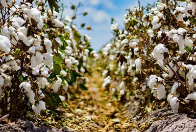 Close-up of white flower tree in field