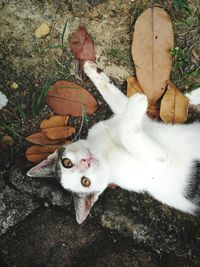 High angle portrait of cat