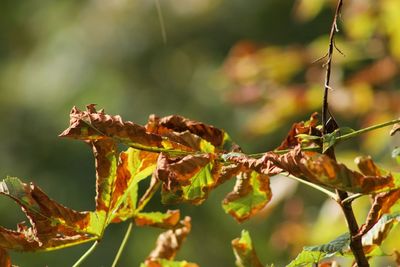 Close-up of leaves on plant during autumn