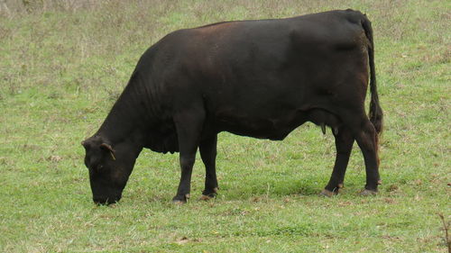 Cow grazing on field