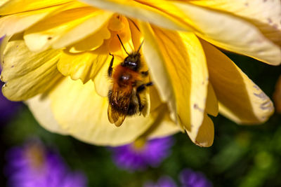 Close-up of bee pollinating on flower