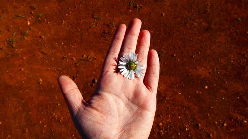 Cropped hand of person holding flower over land