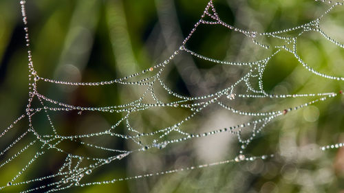 Close-up of wet spider web