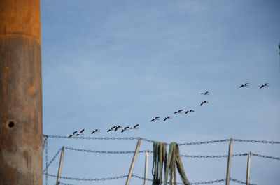 Low angle view of birds flying against blue sky