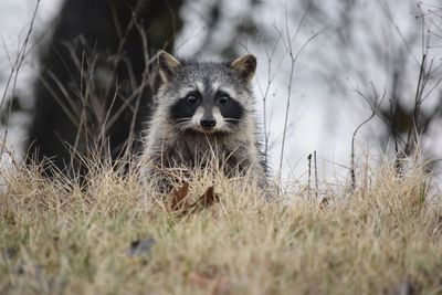 Close-up of  raccoon on hill