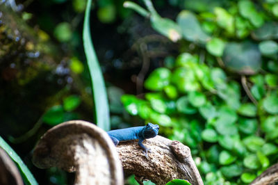 Close-up of lizard on tree in forest