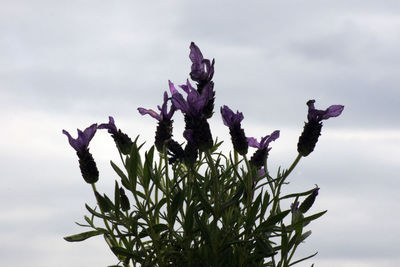 Close-up of flowering plant against sky