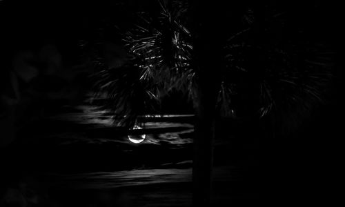 Palm trees against sky at night