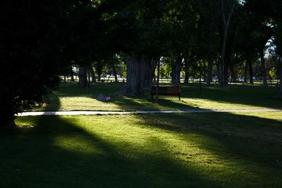 Trees in park