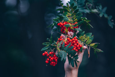 Close-up of hand holding rowanberries