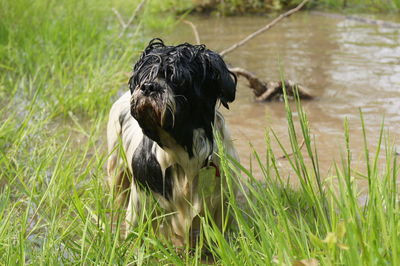 Wet dog standing in pond