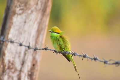 Bird perching on a barbed wire