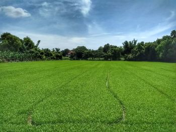 Scenic view of agricultural field against sky