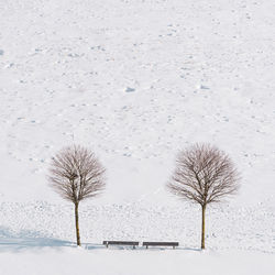 Bare tree on snow covered landscape