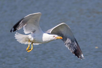 Seagull flying over sea