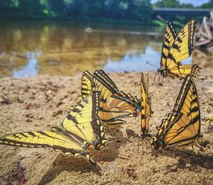 Close-up of butterfly on leaf