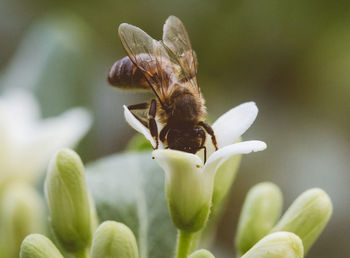 Close-up of insect on flower