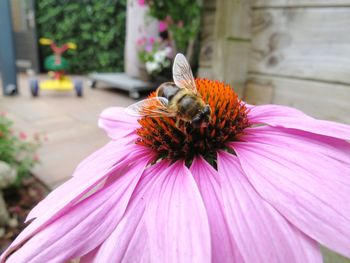 Close-up of bee pollinating on pink flower
