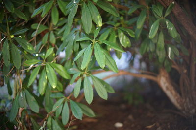 Close-up of wet leaves on tree