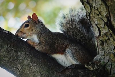 Close-up of squirrel on tree trunk