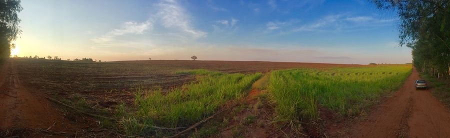 Scenic view of agricultural field against sky