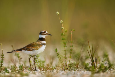 Close-up of bird perching on field