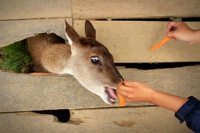 Cropped hands feeding carrots deer through wooden fence