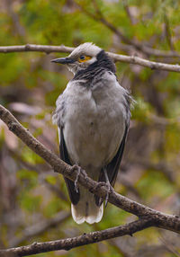 Close-up of bird perching on branch