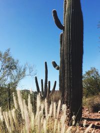 Low angle view of cactus in desert against sky