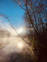 Sunlight streaming through trees in forest