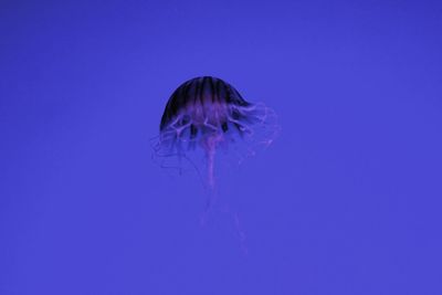 View of jellyfish in sea
