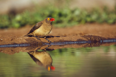 Close-up of bird perching on lake