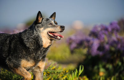 Close-up of dog in park