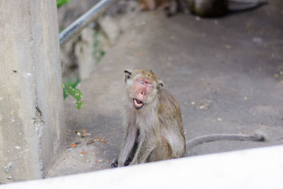 Monkey yawning outdoors