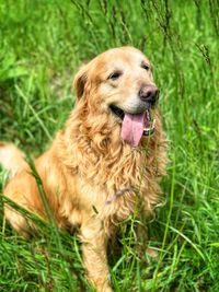 Portrait of golden retriever