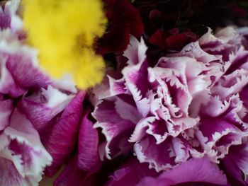 Full frame shot of pink flowering plant