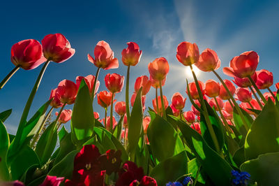 Low angle view of red tulips on field against sky