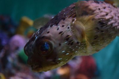 Close-up of fish swimming in sea