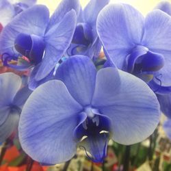 Close-up of purple flowers blooming outdoors