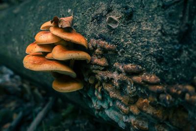 Close-up of mushrooms growing on tree trunk