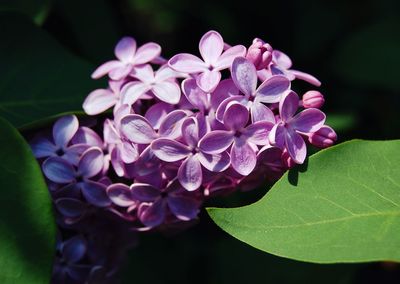 Close-up of pink flowers