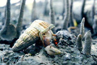 Close-up of shells crawling on the ground at the mangrove forest.